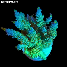 Bild zu SciReef Acropora kenti 