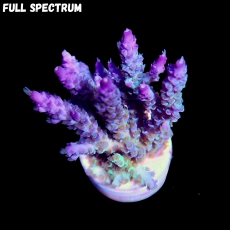 Bild zu SciReef Acropora kenti 
