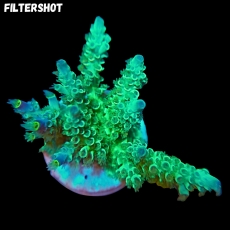 Bild zu SciReef Acropora kenti 