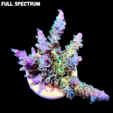 Bild zu SciReef Acropora kenti 