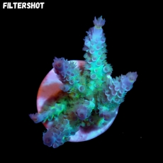 Bild zu SciReef Acropora kenti 