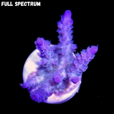 Bild zu SciReef Acropora kenti 