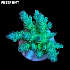 Bild zu SciReef Acropora kenti 