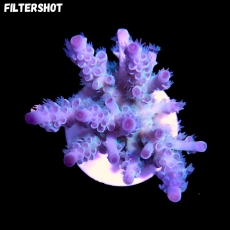 Bild zu SciReef Acropora kenti 