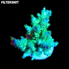 Bild zu SciReef Acropora kenti 