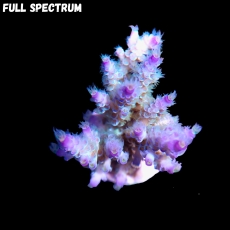 Bild zu SciReef Acropora kenti 