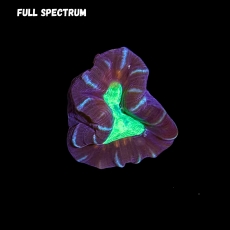 Bild zu MM Caulastrea 