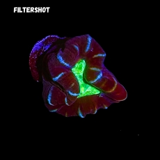 Bild zu MM Caulastrea 