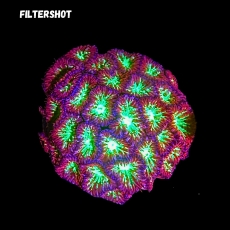 Bild zu MM Blastomussa merleti 