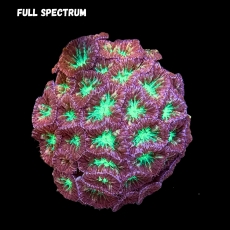 Bild zu MM Blastomussa merleti 