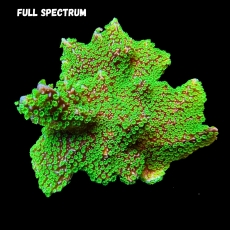 Bild zu MM Montipora 