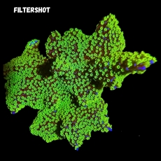 Bild zu MM Montipora 