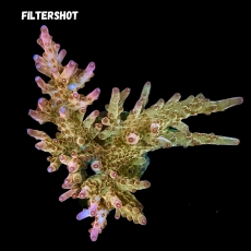 Bild zu MM Acropora spp. #2325 (Originalfoto)