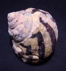 Bild zu Cittarium pica