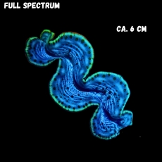 Bild zu MM Tridacna maxima ca. 6cm #1234