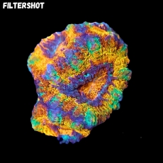 Bild zu MM Micromussa (Acanthastrea) lordhowensis -ultra rainbow-  #2252 (Originalfoto)