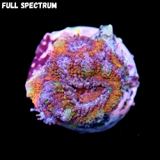 Bild zu MM Micromussa (Acanthastrea) lordhowensis -ultra rainbow-  #2252 (Originalfoto)