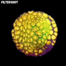 Bild zu MM Leptastrea purpurea 