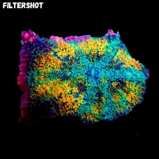 Bild zu MM Rhodactis bryoides 