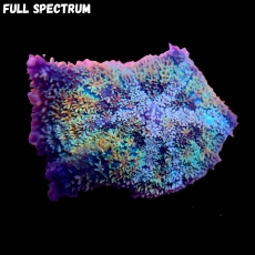 Bild zu MM Rhodactis bryoides 