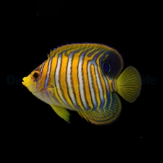 Bild zu Pygoplites diacanthus - Pfauenkaiserfisch NACHZUCHT