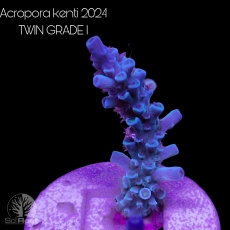 Bild zu SciReef Acropora kenti 