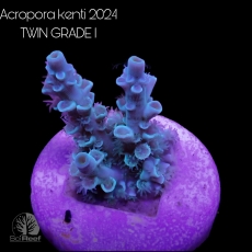 Bild zu SciReef Acropora kenti 