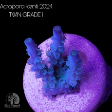 Bild zu SciReef Acropora kenti 