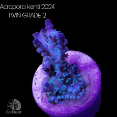 Bild zu SciReef Acropora kenti 