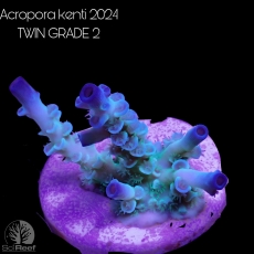 Bild zu SciReef Acropora kenti 