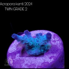 Bild zu SciReef Acropora kenti 