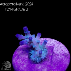 Bild zu SciReef Acropora kenti 