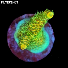 Bild zu MM Acropora millepora 