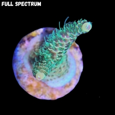 Bild zu MM Acropora millepora 