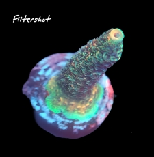 Bild zu MM Acropora millepora orange-green #2422