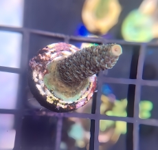 Bild zu MM Acropora millepora orange-green #2422