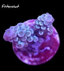 Bild zu MM Acropora tenuis blueish #2145