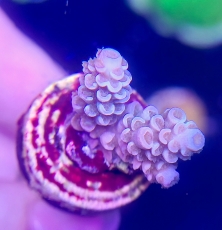 Bild zu MM Acropora tenuis blueish #2145