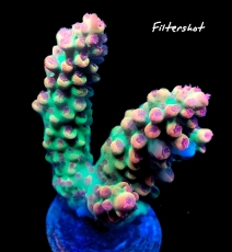Bild zu MM Acropora microclados 