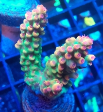 Bild zu MM Acropora microclados 