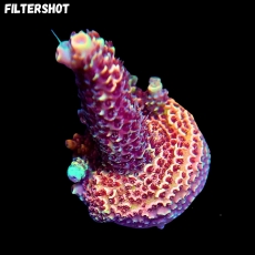 Bild zu MM Acropora millepora 