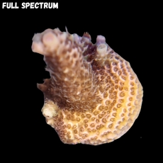 Bild zu MM Acropora millepora 