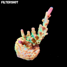 Bild zu MM Acropora sp. #2026