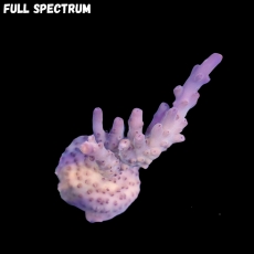 Bild zu MM Acropora sp. #2026