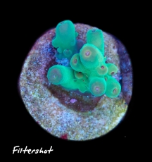 Bild zu MM Acropora granulosa #2424