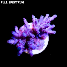 Bild zu SciReef Acropora kenti 