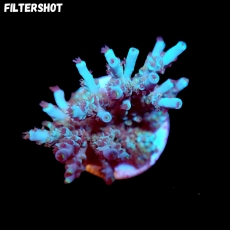 Bild zu SciReef Acropora kenti 