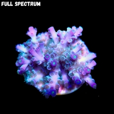 Bild zu SciReef Acropora kenti 