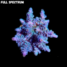 Bild zu SciReef Acropora kenti 