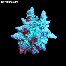 Bild zu SciReef Acropora kenti 